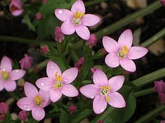Tausendgüldenkraut (Foto: Claudia Rühle)