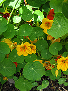 Kapuzinerkresse (Foto: Claudia Rühle)