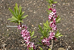 Seidelbast (Daphne mezereum L.), Foto: Claudia Rühle