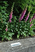 Roter Fingerhut (Digitalis purpurea), Foto Claudia Rühle
