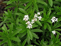 Waldmeister (Foto Claudia Rühle)