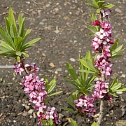 Seidelbast (Daphne mezereum L.), Foto: Claudia Rühle