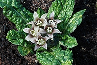 Alraune (Mandragora officinarum) zur Blütezeit im April (Foto: Claudia Rühle)