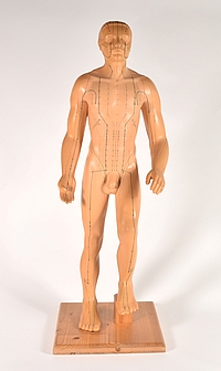 Akupunkturmodell der Firma Seirin (Foto: Lara Wendel)