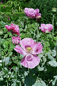 Schlafmohn (Foto: Claudia Rühle)
