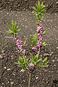 Seidelbast (Daphne mezereum L.), Foto: Claudia Rühle