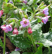 Geflecktes Lungenkraut, Pulmonaria officinalis Agg. (Foto: Claudia Rühle)