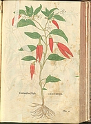 Chili im "New Kreüterbuch" von Leonhart Fuchs, 1543 (Originalkoloriertes Exemplar, Zentrum für Stadtgeschichte, Ingolstadt)