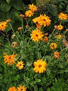 Ringelblume (Foto: Claudia Rühle)
