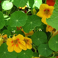 Kapuzinerkresse (Foto: Claudia Rühle)