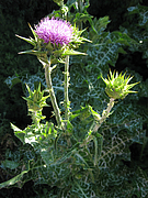 Mariendistel (Foto: Claudia Rühle)