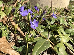 Kleines Immergrün, Vinca minor L., Apocynacea (Foto: Elke Schlottermüller)