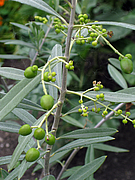 Olivenbaum (Foto Claudia Rühle)