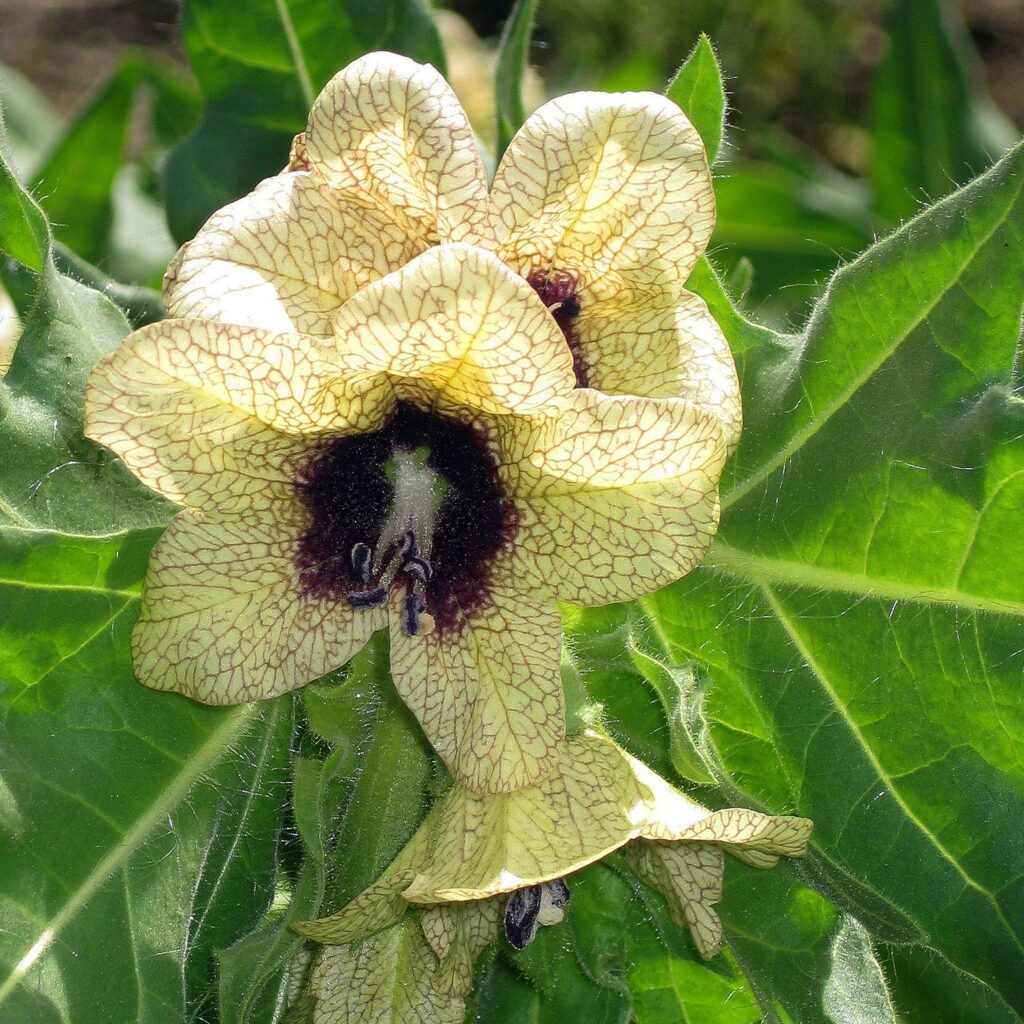 Gartenführung: Berauschend schön. Pflanzen mit halluzinogener Wirkung